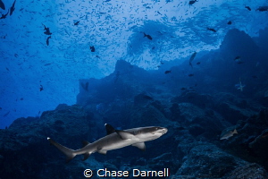 "White Tip Cruising"
A White Tip swims along a rocky slo... by Chase Darnell 